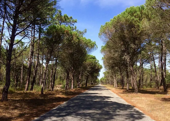 Nyaraló Bico Flores